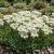 Sedum White Stonecrop Seeds - Sedum Album