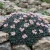 Sedum Spanish Stonecrop Seeds - Sedum Hispanicum