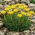 Sedum Mountain Stonecrop Seeds - Sedum Montanum