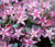 Sedum Obtusifolium Listoniae Stonecrop Seeds - Phedimus Obtusifolius