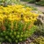 Sedum Tasteless Stonecrop Seeds - Sedum Sexangulare
