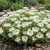 Sedum Summer Snow Stonecrop Seeds - Sedum Spurium