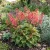 Heuchera Coral Bells Bressingham Hybrids Seeds - Heuchera Sanguinea