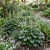 Heuchera Coral Bells Roundleaf Alumroot Seeds - Heuchera Cylindrica