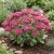Sedum Stonecrop Pink Beacon Seeds - Hylotelephium Ussuriense