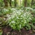 Woodruff Sweet  Seeds - Galium Odoratum 2
