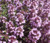 Thyme Mother of Thyme  Seeds - Thymus Praecox