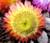 Strawflower Dwarf Paper Daisy Mix Seeds - Helichrysum Bracteatum 6