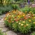 Strawflower Dwarf Paper Daisy Mix Seeds - Helichrysum Bracteatum
