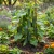Cucumber Boston Pickling Non GMO Seeds - Cucumis Sativus