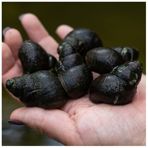 Trapdoor Snails - Live Pond Snails