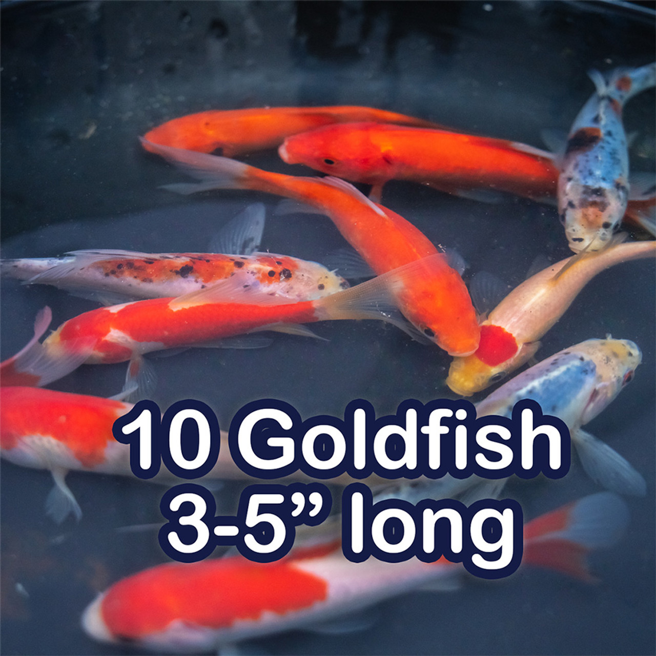 Live Goldfish Mix 3-5