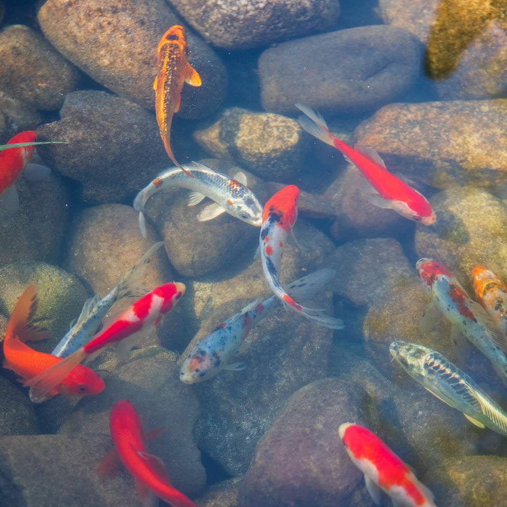 Live Koi Goldfish Combo 5-7