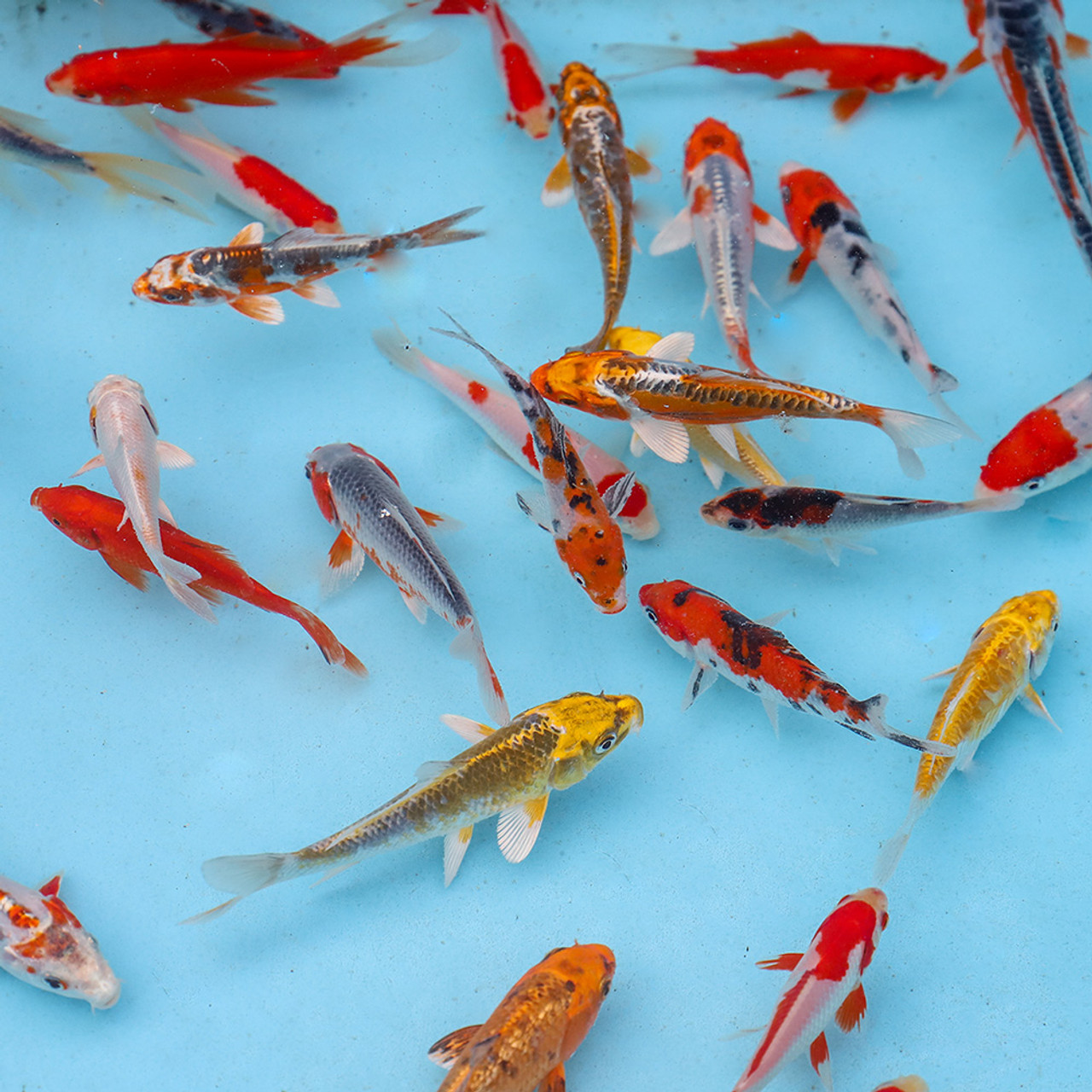Live Koi Fish Ponds live-koi-fish-ponds