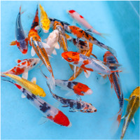 live koi fish 5 to 7 inches live koi fish 5 to 7 inches