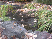 CNR38 Premium Pond and Garden Cover Netting 3/8" Cut-to-Length - Sold per sq. ft.