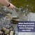 japanese trapdoor snails for sale japanese trapdoor snails for sale
