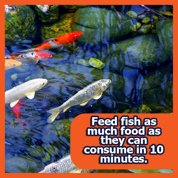 Koi Life Pond Fish Food