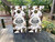 Kind Keeper Animal Rescue Cornhole Wraps
"Custom cornhole wraps featuring a heartwarming design with rescue dogs and the Kind Keeper Animal Rescue logo. These high-quality vinyl wraps are perfect for pet lovers, animal shelters, and fundraising events." Kind Keeper Animal Rescue Cornhole Wraps
"Custom cornhole wraps featuring a heartwarming design with rescue dogs and the Kind Keeper Animal Rescue logo. These high-quality vinyl wraps are perfect for pet lovers, animal shelters, and fundraising events."