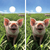 ornhole wraps featuring a cheerful pig smiling in a lush green field under a bright blue sky with scattered clouds. The pig's pink snout and perky ears add charm to the playful and rustic farm-inspired design, perfect for outdoor games.