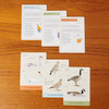 Sibley Backyard Birding Flashcards