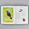 Philadelphia Museum of Art The Backyard Birdwatchers Bible