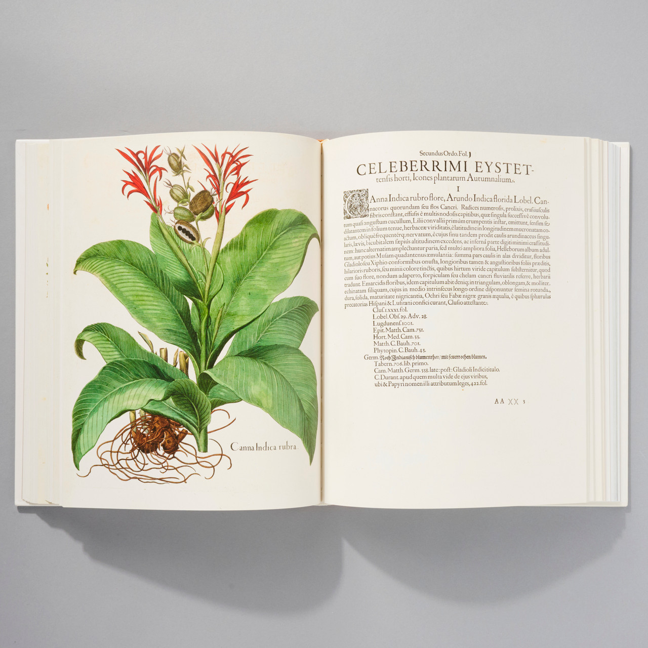 Basilius Besler: The Garden at Eichstatt - Philadelphia Art Museum