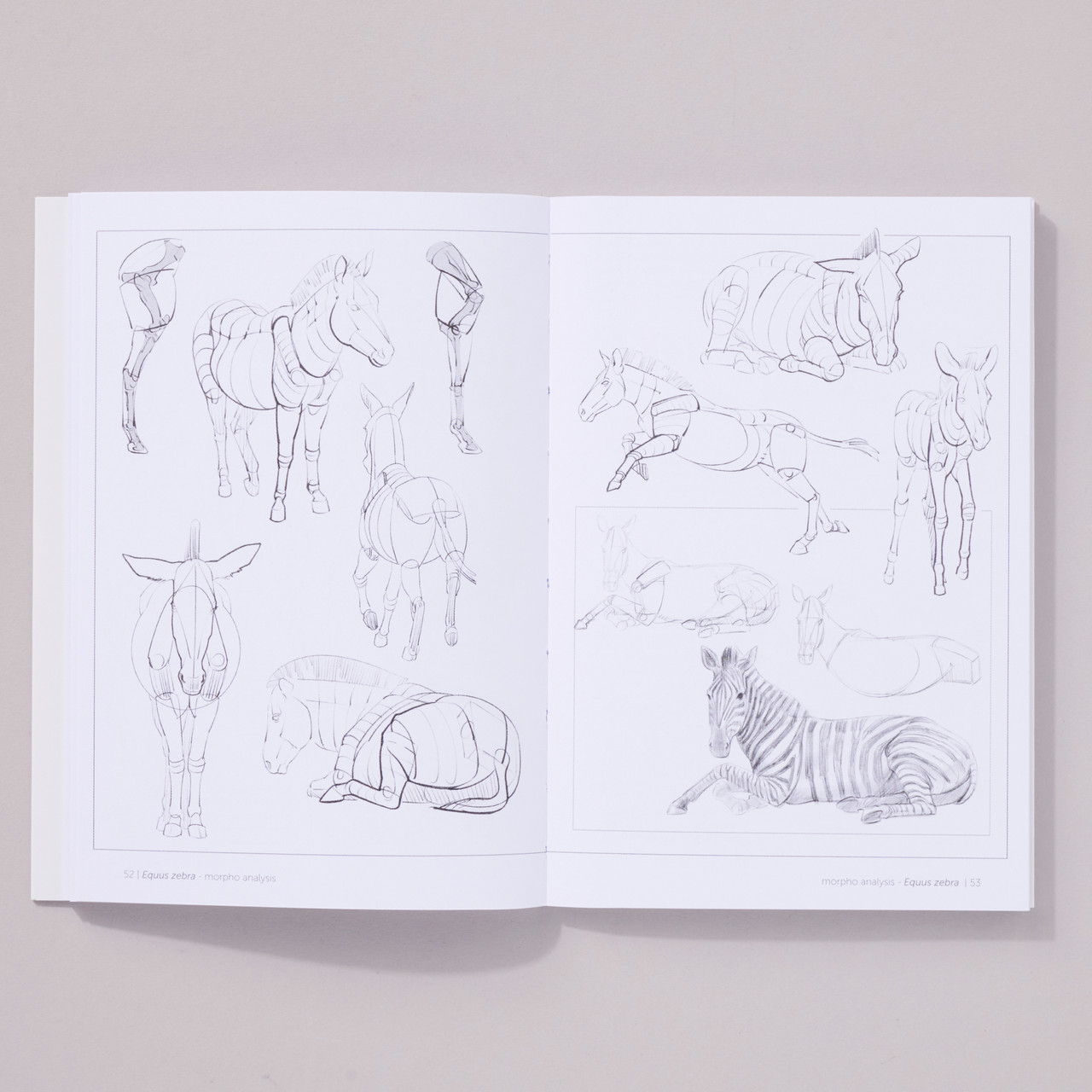 洋書 CLASSIC NATURAL HISTORY PRINTS MAMMALS 洋書 CLASSIC NATURAL HISTORY PRINTS MAMMALS CLASSIC NATURAL