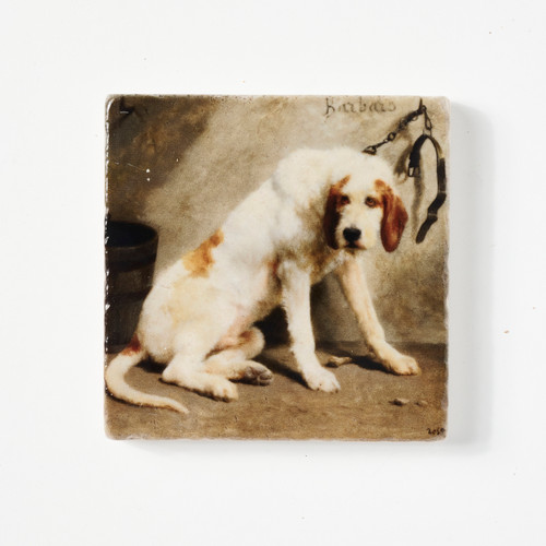 Aerial view of a tile featuring a white and brown dog named Barbaro fresh from a bath and chained to a wall.