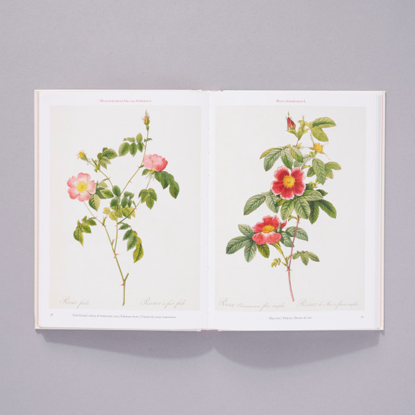 Redoute Roses Pocket Series