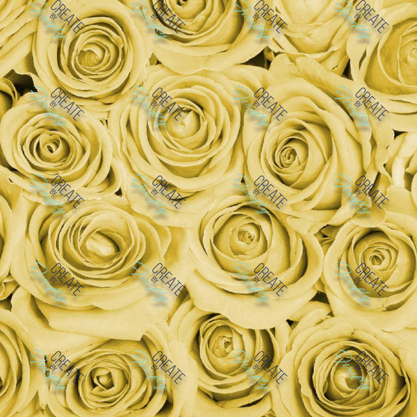 Yellow Roses - Full Color Print (Opaque)