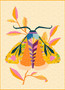 Le papillon de nuit Courtepointe chez WINDHAM FABRICS, TAMARA KATE Insectarium - ELEGANTE VIRGULE CANADA