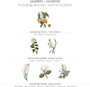 Panier des Sens Provence, PRECIOUS JASMINE Hand Cream 30ml (1 fl oz.) - ELEGANTE VIRGULE CANADA