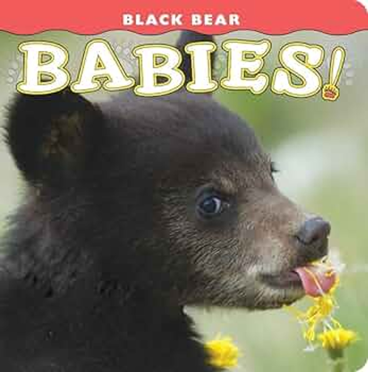 Black Bear Babies Book Black Bear Babies Book