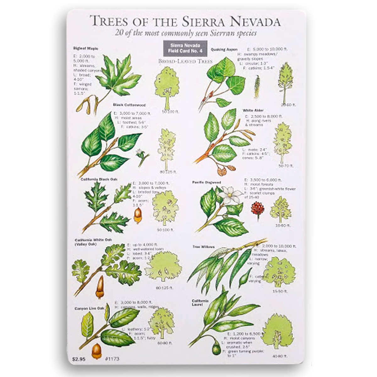 Field Card - Trees Field Card - Trees
