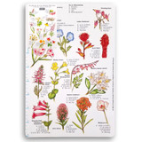 Field Card - Wildflowers