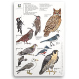Field Card - Birds