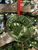Glass Disk Bear Paw Ornament