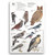 Field Card - Birds