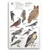 Field Card - Birds
