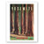 Mariposa Grove Poster 8X12