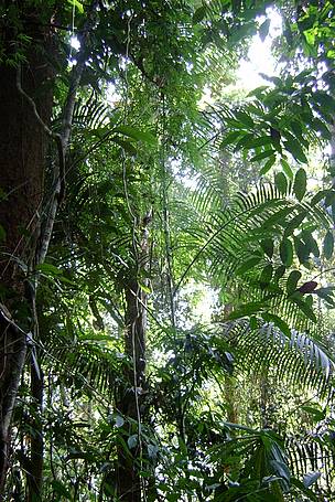 Rattan Vines Growing in the Forest