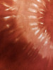 Grateful Dyes Terracotta Concentrate #82 
