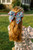 French Cordelle Bow