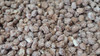 El Bocado Garrapiñada de Girasol Caramel Coated Sunflowers Seeds Girasol Garrapiñado, 100 g / 3.5 oz zipper bag