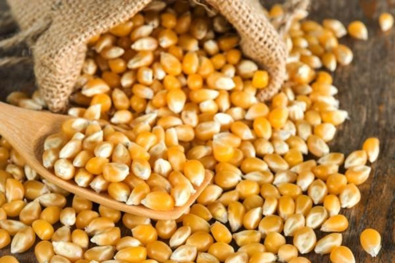 Maíz Pisingallo Corn Grains Corn Kernel Seeds Large Bag Perfect Popping for  Popcorn at Home!, 5 kg / 11.02 lb Family Bag