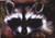Raccoon