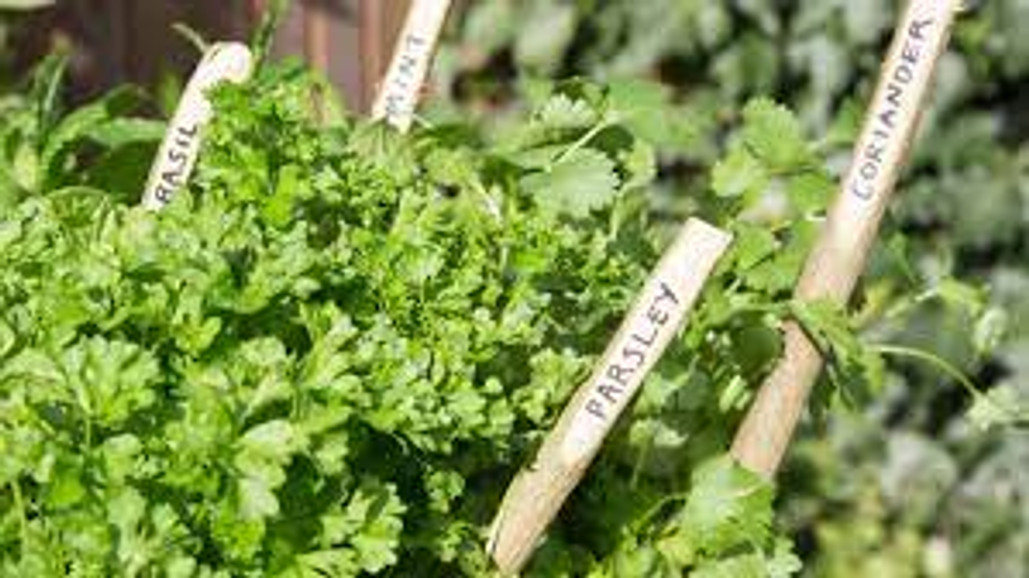 Planting Herbs This Summer? Avoid These Common Mistakes.