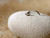 Silver Bezel Crystal Nose Stud - 8Case - 3mm