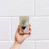 Ceramic and Wood Wall Planter